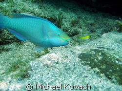 Parrot fish on the Inside Reef at Lauderdale by the Sea by Michael Kovach 